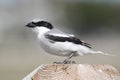 Loggerhead Shrike Lanius ludovicianus