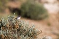 Loggerhead Shrike, Lanius ludovicianus