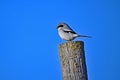 Loggerhead Shrike - San Luis NWR, Los Banos