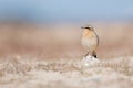 Loggerhead shrike standing on a rock surrounded by others Royalty Free Stock Photo