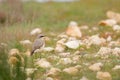 Loggerhead shrike standing on a rock surrounded by others Royalty Free Stock Photo