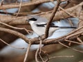 Loggerhead shrike on a tree in Louisiana