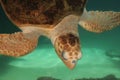 Loggerhead Turtle Royalty Free Stock Photo