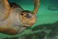 Loggerhead Turtle