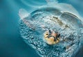 Loggerhead Turtle