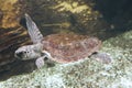Loggerhead Turtle Royalty Free Stock Photo