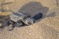 Loggerhead Turtle baby(Caretta caretta)