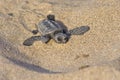 Loggerhead Turtle baby(Caretta caretta) Royalty Free Stock Photo