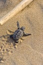 Loggerhead Turtle baby(Caretta caretta) Royalty Free Stock Photo