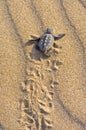 Loggerhead Turtle baby(Caretta caretta) Royalty Free Stock Photo