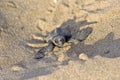 Loggerhead Turtle baby(Caretta carretta) Royalty Free Stock Photo