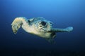 Loggerhead turtle (caretta caretta) drifting Royalty Free Stock Photo