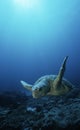 Loggerhead turtle (caretta caretta) drifting