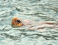 Loggerhead Turtle (caretta caretta) swimming. Endangered species