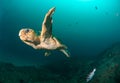 A loggerhead turtle in clear water Royalty Free Stock Photo