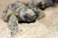 Loggerhead Turtle Hatchling Royalty Free Stock Photo