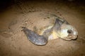 Loggerhead Turtle Nesting on Sand Mon Repos Bundaberg Australia Royalty Free Stock Photo