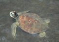 Loggerhead Turtle Profile Royalty Free Stock Photo