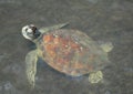 Loggerhead Turtle Profile