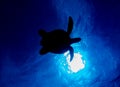 Turtle Silhouetted against Blue Water and Sun