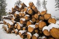 Loggers pile of lumber in the snow