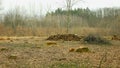 Logging cut industry pile timber of felled wood branches cutting deforestation, stump newly new planted planting growing