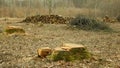 Logging cut industry pile timber of felled wood branches cutting deforestation, stump newly new planted planting growing