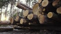 Logging. Deforestation. Lot of sawn log trunks lie in forest. Felled bucked wood, timber. Lumber prepared for transport