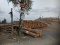 Logging forest in Biskupia Kopa mountain Royalty Free Stock Photo