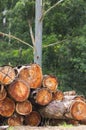 Logging industry Royalty Free Stock Photo