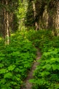 Logging Lake Trail Cuts through Huckleberry Bushes Royalty Free Stock Photo