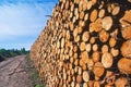 Logging pine log piles