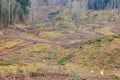 Logging road on a clear cutting area Royalty Free Stock Photo