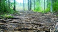 Logging Road in swampy area lined with waste from sawmill