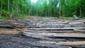 Logging Road in swampy area lined with waste from sawmill