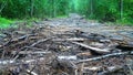 Logging Road in swampy area lined with waste from sawmill