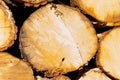 Logging: saw cut wood. Tree trunk with visible age rings. Royalty Free Stock Photo