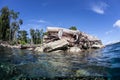 Logging in the Solomon Islands Royalty Free Stock Photo