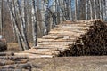 Logging timber, sawlog. Stack of pine logs lying on the ground in a mixed forest in spring, selected focus. Royalty Free Stock Photo