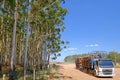 Logging truck with eucalyptus log for the paper or timber industry, Uruguay, South America Royalty Free Stock Photo