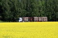 Logging Truck and Rapeseed Field Royalty Free Stock Photo