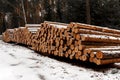 Logging in winter. Coniferous timber felling Royalty Free Stock Photo