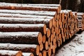 Logging in winter. Coniferous timber felling Royalty Free Stock Photo