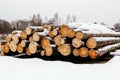 Logging in winter. Coniferous timber felling Royalty Free Stock Photo