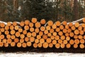 Logging in winter. Coniferous timber felling Royalty Free Stock Photo