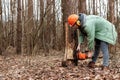 Logging, Worker in a protective suit with a chainsaw sawing wood. Cutting down trees, forest destruction. The concept of Royalty Free Stock Photo