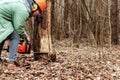 Logging, Worker in a protective suit with a chainsaw sawing wood. Cutting down trees, forest destruction. The concept of Royalty Free Stock Photo