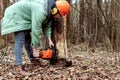 Logging, Worker in a protective suit with a chainsaw sawing wood. Cutting down trees, forest destruction. The concept of Royalty Free Stock Photo