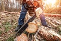 Logging, Worker in a protective suit with a chainsaw sawing wood. Cutting down trees, forest destruction. The concept of Royalty Free Stock Photo