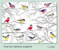 Logic puzzle game for children and adults. Find two identical songbirds. Page for kids brain teaser book. Memory exercises for